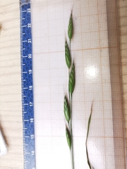 Bromus racemosus