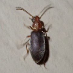 Notoxus murinipennis