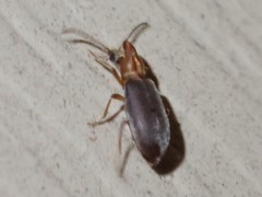 Notoxus murinipennis