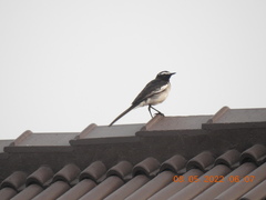 Motacilla maderaspatensis