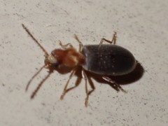Notoxus murinipennis