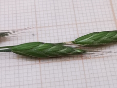 Bromus racemosus