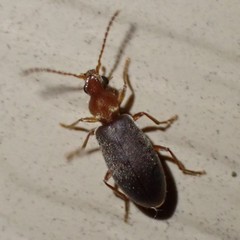 Notoxus murinipennis