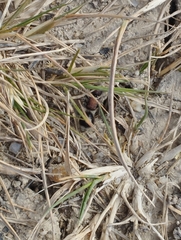 Sigilla dorsata