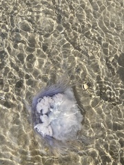 Cyanea lamarckii