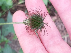 Geum urbanum