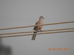 Streptopelia chinensis