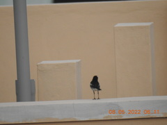 Motacilla maderaspatensis