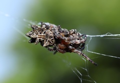 Cyclosa octotuberculata