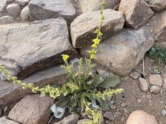 Verbascum sinaiticum