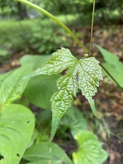 Ampelopsis glandulosa