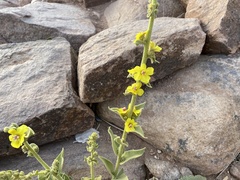 Verbascum sinaiticum
