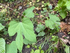 Ampelopsis glandulosa