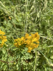 Corydalis crystallina
