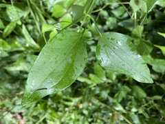 Clematis terniflora