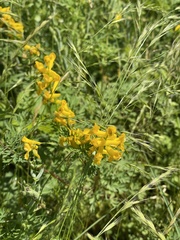 Corydalis crystallina