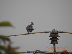 Streptopelia chinensis