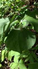 Trillium flexipes
