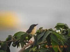 Prinia socialis