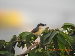Prinia socialis
