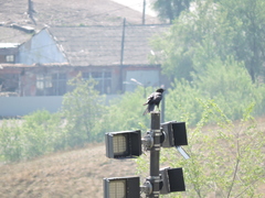 Corvus corone