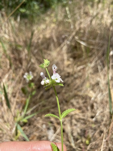 iNaturalist observation photo of Rough Hedgenettle