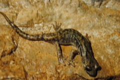 Speleomantes supramontis