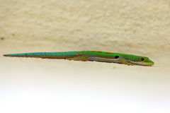 Phelsuma quadriocellata