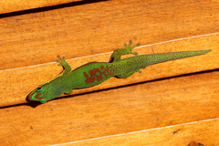 Phelsuma lineata