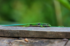Phelsuma quadriocellata