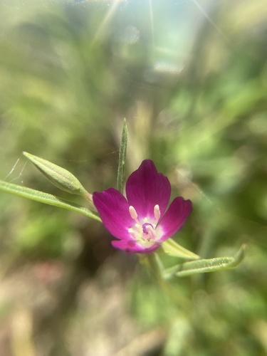 iNaturalist observation photo of Winecup Clarkia