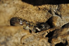 Speleomantes supramontis