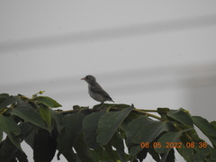 Dicaeum erythrorhynchos