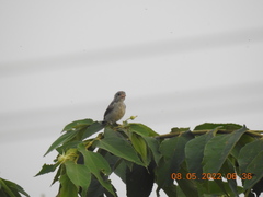 Dicaeum erythrorhynchos