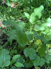 Rumex obtusifolius obtusifolius