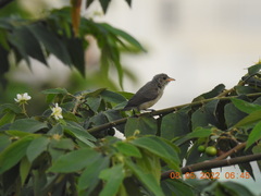 Dicaeum erythrorhynchos