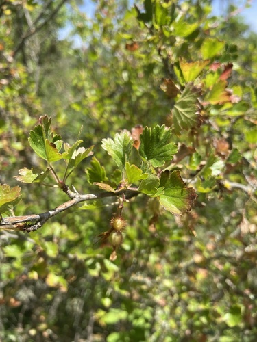 iNaturalist observation photo of hillside gooseberry