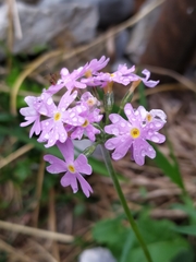 Primula farinosa