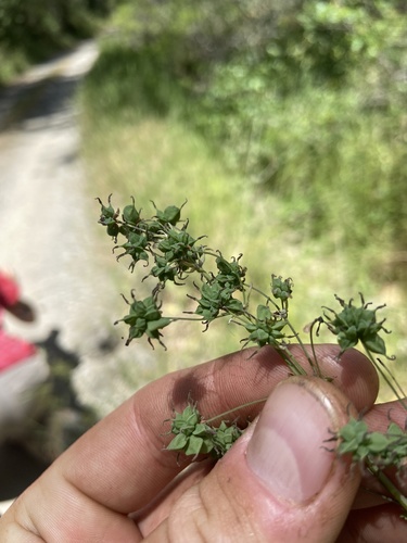 iNaturalist observation photo of meadow-rues