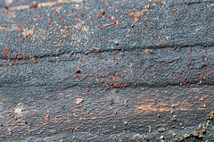 Pseudocosmospora eutypae