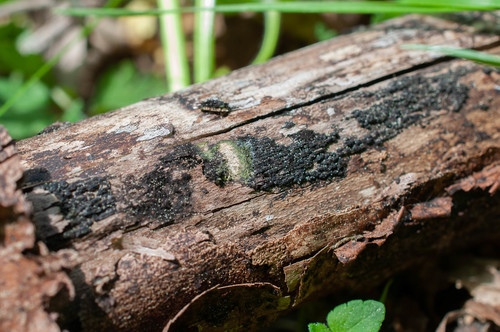 Representative image of Eutypa flavovirens