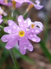 Primula farinosa