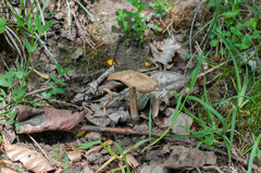 Psathyrella fatua