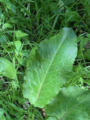 Rumex obtusifolius obtusifolius