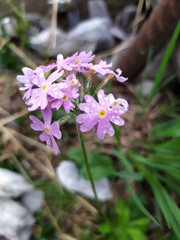 Primula farinosa