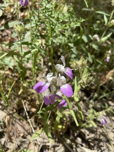 iNaturalist observation photo of Purple Chinese Houses