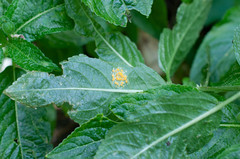 Melampsora rostrupii