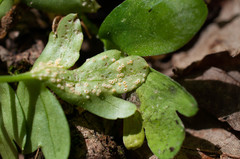 Puccinia albescens