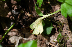 Puccinia albescens