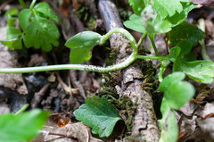 Puccinia albescens